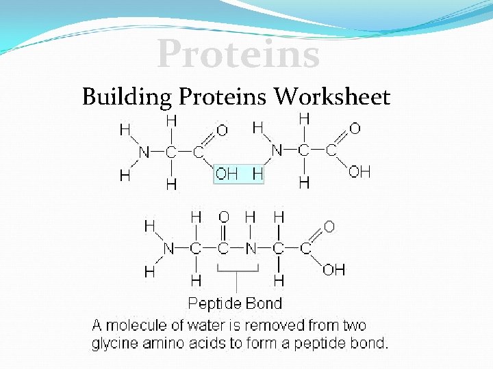 Proteins Building Proteins Worksheet 
