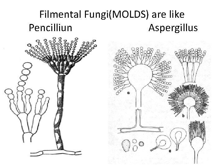 Filmental Fungi(MOLDS) are like Pencilliun Aspergillus Filmental Fungi(MOLDS) are like Pencilliun Aspergillus