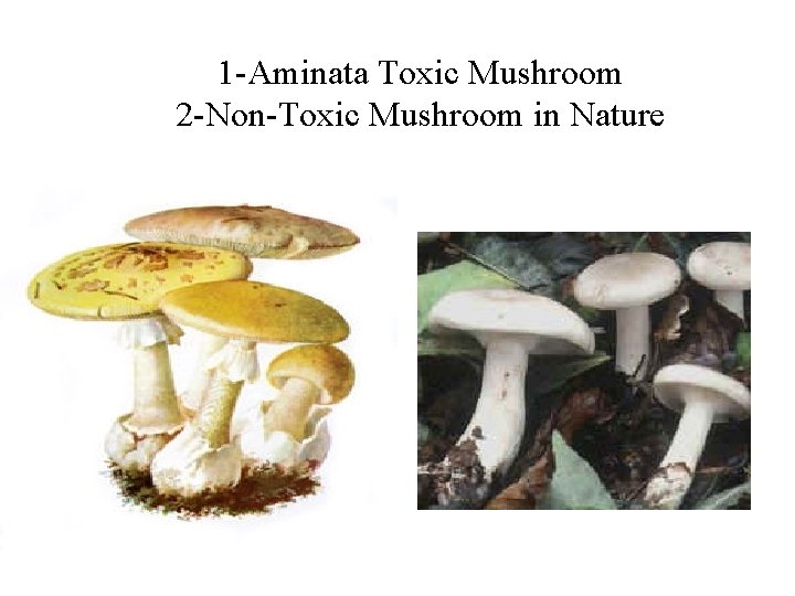 1 -Aminata Toxic Mushroom 2 -Non-Toxic Mushroom in Nature 1 -Aminata Toxic Mushroom 2 -Non-Toxic Mushroom in Nature