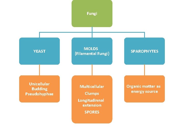 Fungi YEAST Unicellular Budding Pseudohyphae MOLDS (Filamental Fungi) Multicellular Clumps Longitudinnal extension SPORES SPAROPHYTES Fungi YEAST Unicellular Budding Pseudohyphae MOLDS (Filamental Fungi) Multicellular Clumps Longitudinnal extension SPORES SPAROPHYTES