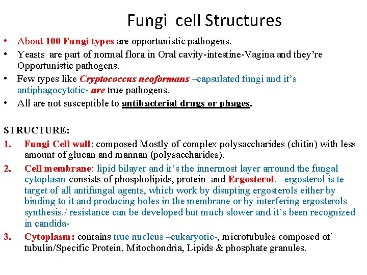 Fungi cell Structures • About 100 Fungi types are opportunistic pathogens. • Yeasts Fungi cell Structures • About 100 Fungi types are opportunistic pathogens. • Yeasts