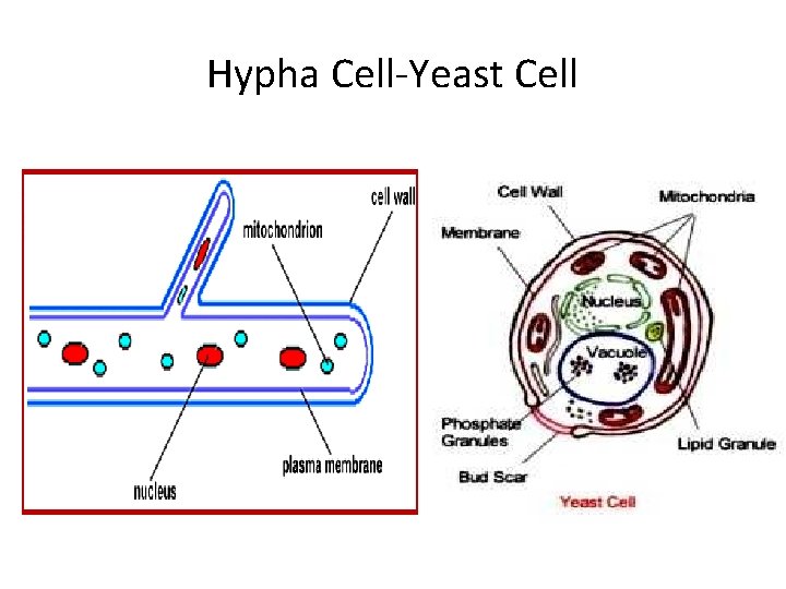 Hypha Cell-Yeast Cell Hypha Cell-Yeast Cell