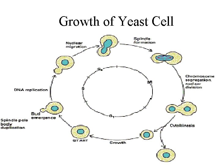 Growth of Yeast Cell Growth of Yeast Cell