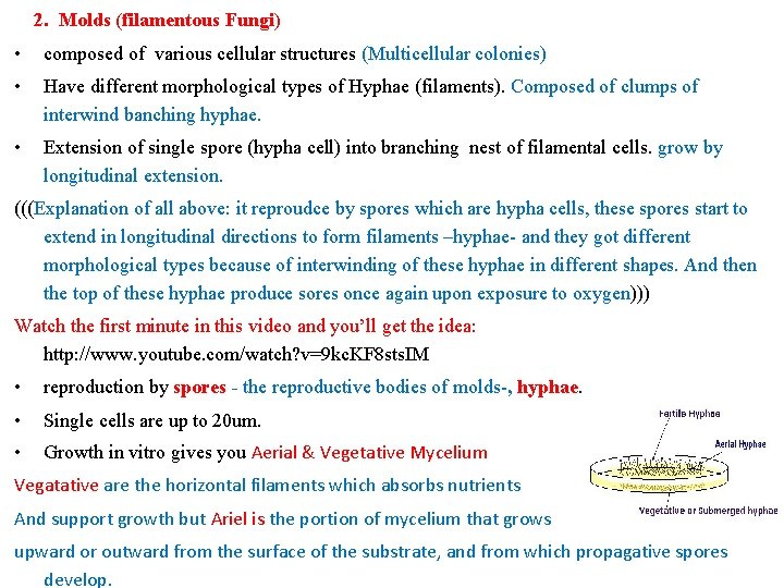 2. Molds (filamentous Fungi) • composed of various cellular structures (Multicellular colonies) • 2. Molds (filamentous Fungi) • composed of various cellular structures (Multicellular colonies) •