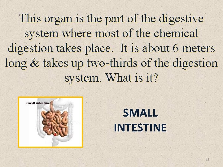 This organ is the part of the digestive system where most of the chemical