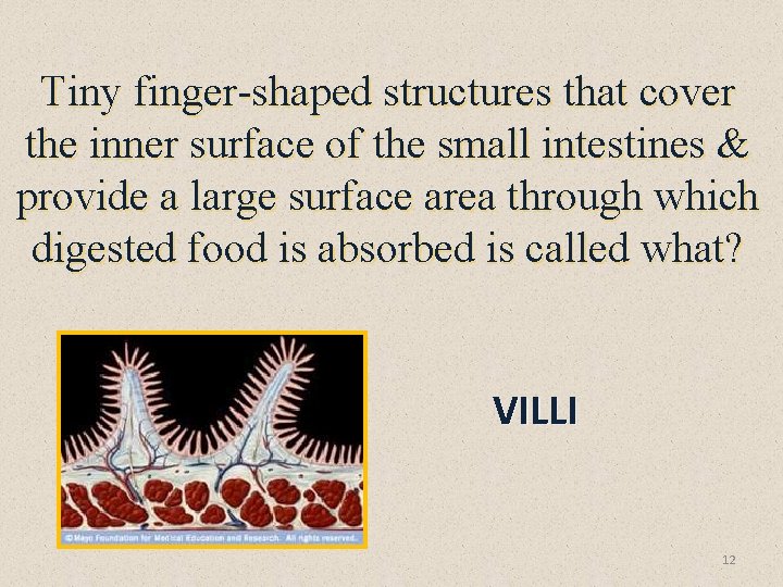 Tiny finger-shaped structures that cover the inner surface of the small intestines & provide