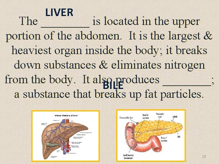 LIVER The ____ is located in the upper portion of the abdomen. It is