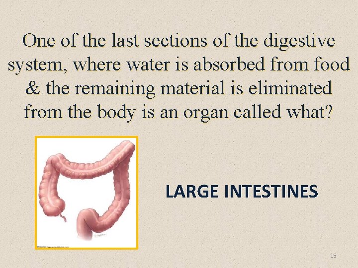 One of the last sections of the digestive system, where water is absorbed from