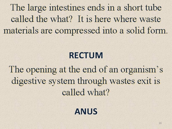 The large intestines ends in a short tube called the what? It is here