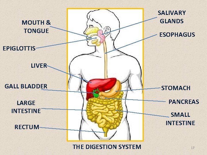 SALIVARY GLANDS MOUTH & TONGUE ESOPHAGUS EPIGLOTTIS LIVER GALL BLADDER STOMACH PANCREAS LARGE INTESTINE