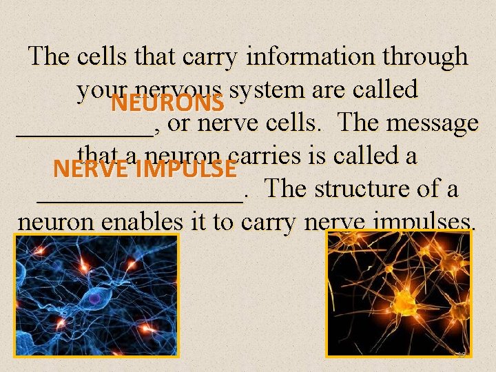 The cells that carry information through your nervous system are called NEURONS _____, or