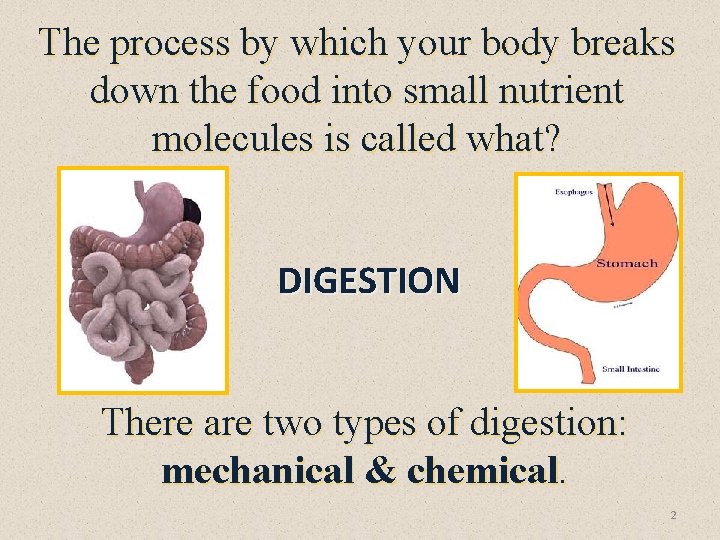 The process by which your body breaks down the food into small nutrient molecules