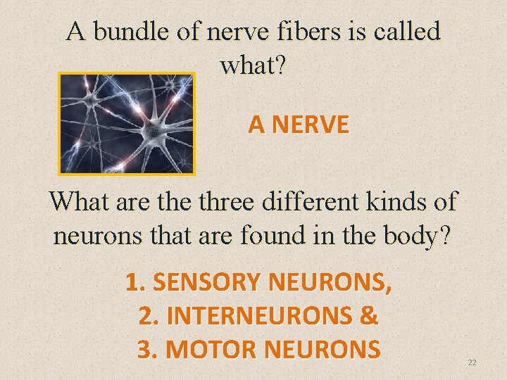 A bundle of nerve fibers is called what? A NERVE What are three different
