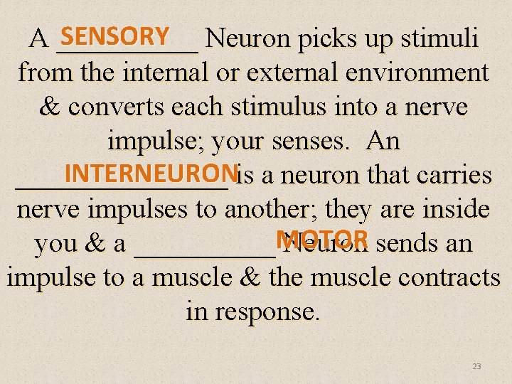 SENSORY Neuron picks up stimuli A _____ from the internal or external environment &