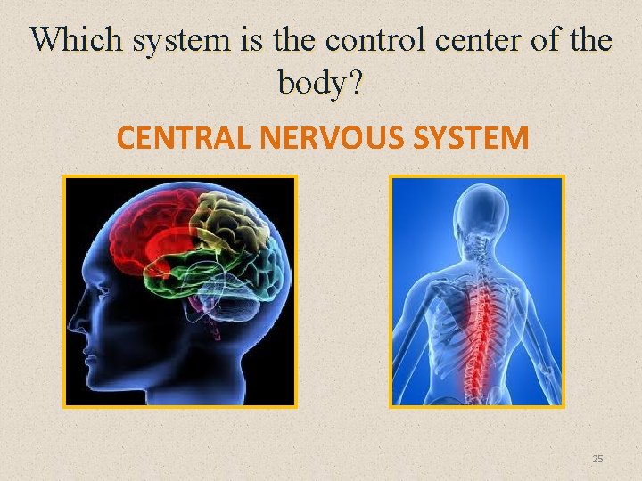 Which system is the control center of the body? CENTRAL NERVOUS SYSTEM 25 
