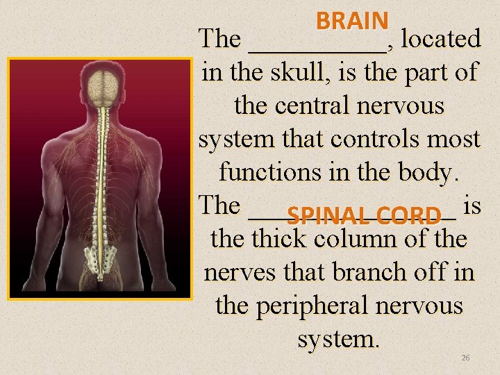 BRAIN The _____, located in the skull, is the part of the central nervous