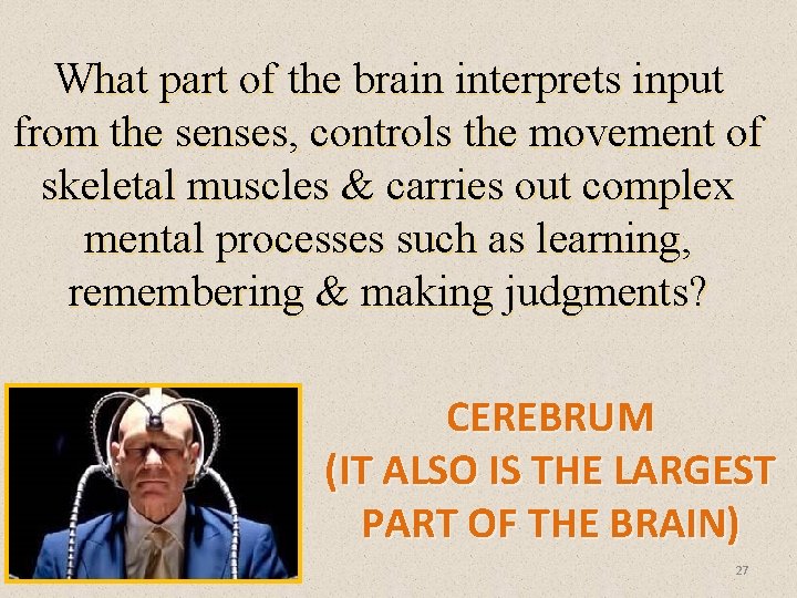 What part of the brain interprets input from the senses, controls the movement of