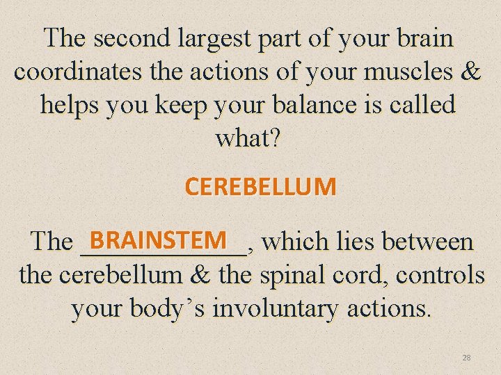The second largest part of your brain coordinates the actions of your muscles &