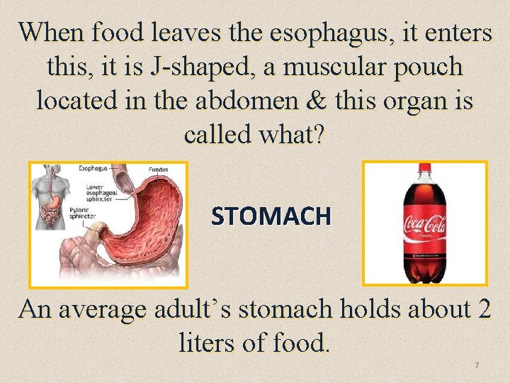 When food leaves the esophagus, it enters this, it is J-shaped, a muscular pouch