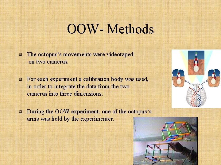 OOW- Methods The octopus’s movements were videotaped on two cameras. For each experiment a