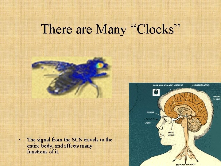 There are Many “Clocks” • The signal from the SCN travels to the entire