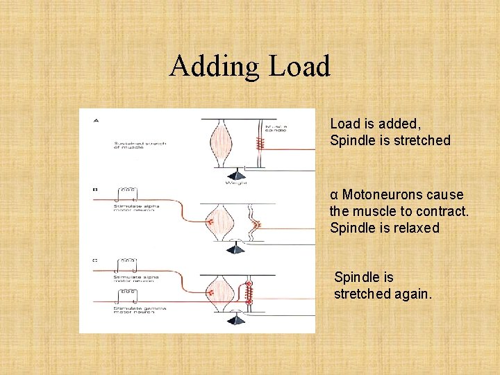 Adding Load is added, Spindle is stretched α Motoneurons cause the muscle to contract.