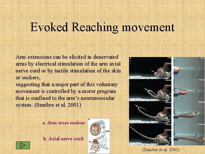 Evoked Reaching movement Arm extensions can be elicited in denervated arms by electrical stimulation