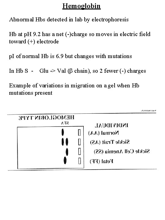 Hemoglobin Abnormal Hbs detected in lab by electrophoresis Hb at p. H 9. 2
