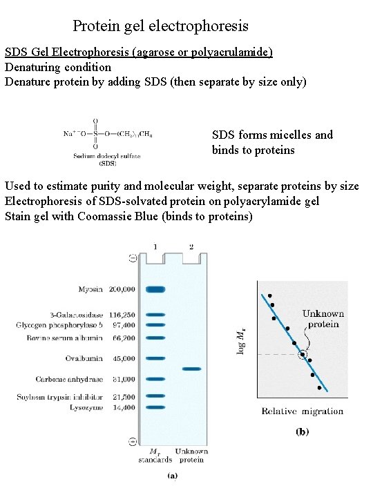 Protein gel electrophoresis SDS Gel Electrophoresis (agarose or polyacrulamide) Denaturing condition Denature protein by