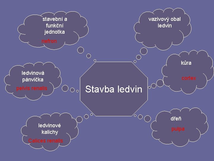 stavební a funkční jednotka vazivový obal ledvin nefron kůra ledvinová pánvička pelvis renalis cortex