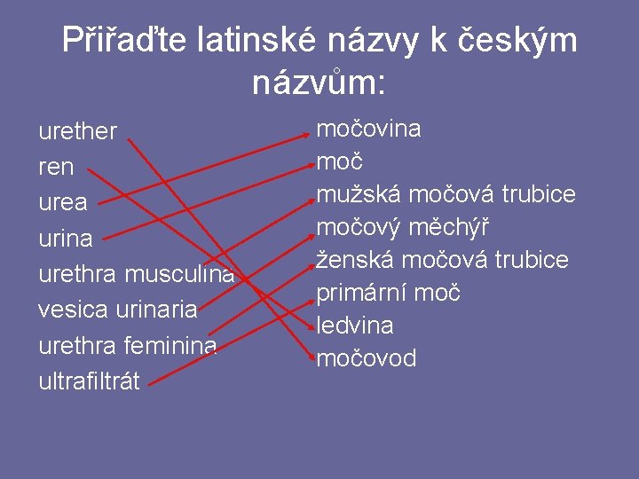 Přiřaďte latinské názvy k českým názvům: urether ren urea urina urethra musculina vesica urinaria