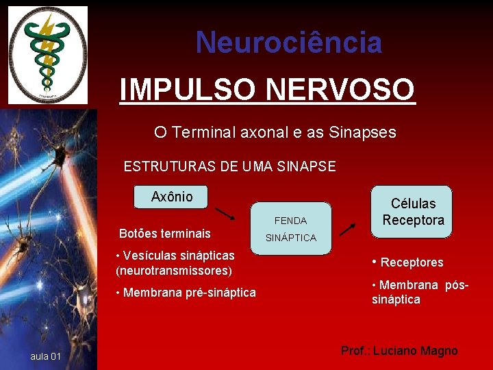Neurociência IMPULSO NERVOSO O Terminal axonal e as Sinapses ESTRUTURAS DE UMA SINAPSE Axônio