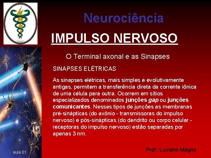 Neurociência IMPULSO NERVOSO O Terminal axonal e as Sinapses SINAPSES ELÉTRICAS As sinapses elétricas,