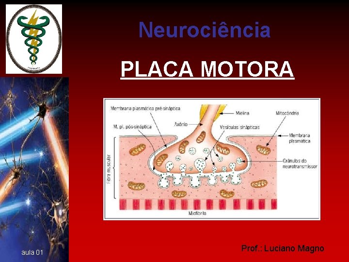 Neurociência PLACA MOTORA aula 01 Prof. : Luciano Magno 