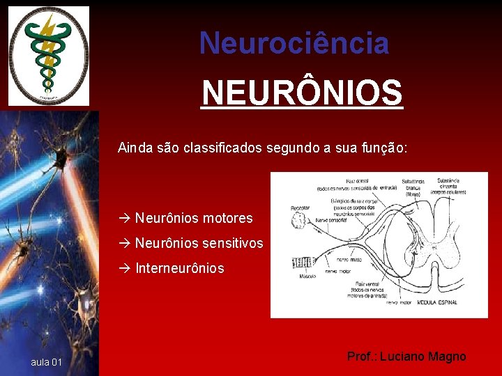 Neurociência NEURÔNIOS Ainda são classificados segundo a sua função: Neurônios motores Neurônios sensitivos Interneurônios