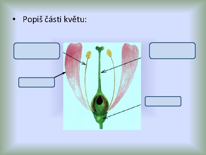  • Popiš části květu: tyčinka (samčí část květu) pestík (samičí část květu) korunní