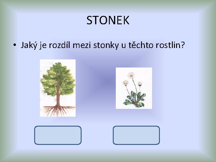 STONEK • Jaký je rozdíl mezi stonky u těchto rostlin? Stonek dřevnatý (kmen) stonek