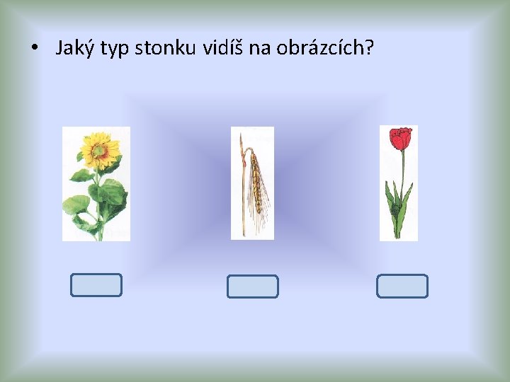  • Jaký typ stonku vidíš na obrázcích? lodyha stéblo stvol 