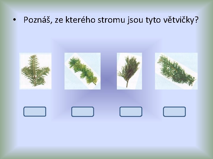  • Poznáš, ze kterého stromu jsou tyto větvičky? smrk modřín borovice jedle 