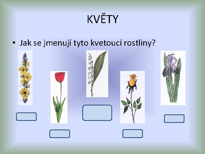 KVĚTY • Jak se jmenují tyto kvetoucí rostliny? konvalinka vonná divizna tulipán kosatec růže