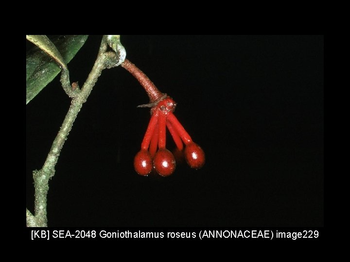 [KB] SEA-2048 Goniothalamus roseus (ANNONACEAE) image 229 