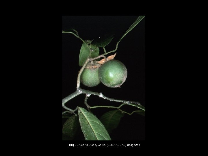 [KB] SEA-3640 Diospyros sp. (EBENACEAE) image 264 