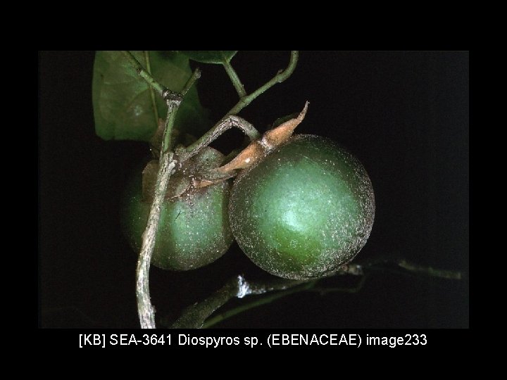 [KB] SEA-3641 Diospyros sp. (EBENACEAE) image 233 