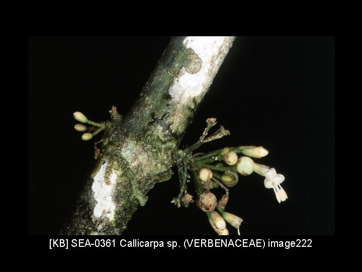 [KB] SEA-0361 Callicarpa sp. (VERBENACEAE) image 222 