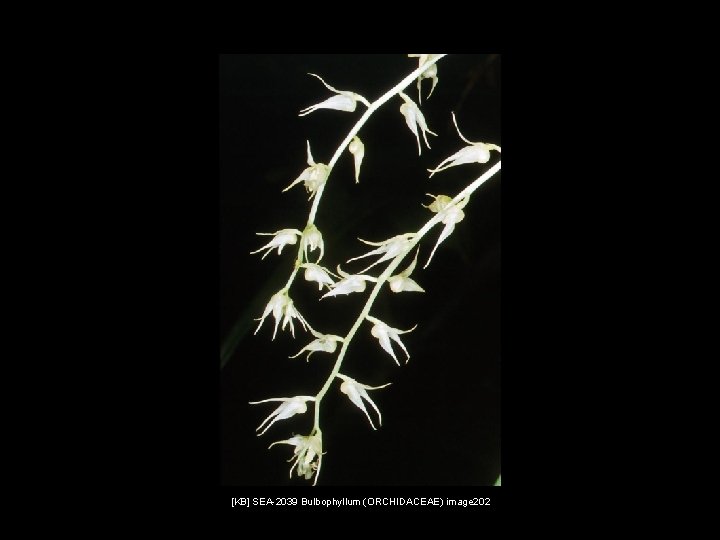 [KB] SEA-2039 Bulbophyllum (ORCHIDACEAE) image 202 