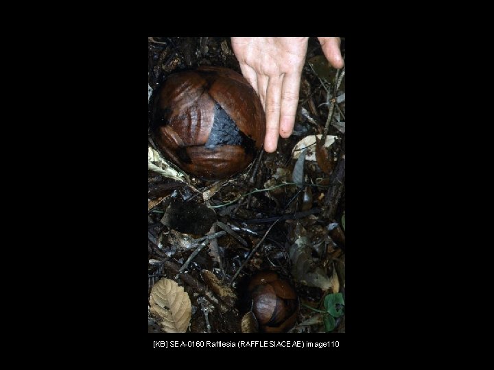 [KB] SEA-0160 Rafflesia (RAFFLESIACEAE) image 110 