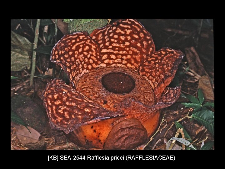 [KB] SEA-2544 Rafflesia pricei (RAFFLESIACEAE) 