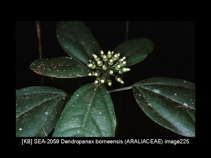 [KB] SEA-2059 Dendropanax borneensis (ARALIACEAE) image 225 