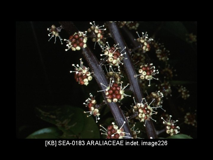 [KB] SEA-0183 ARALIACEAE indet. image 226 