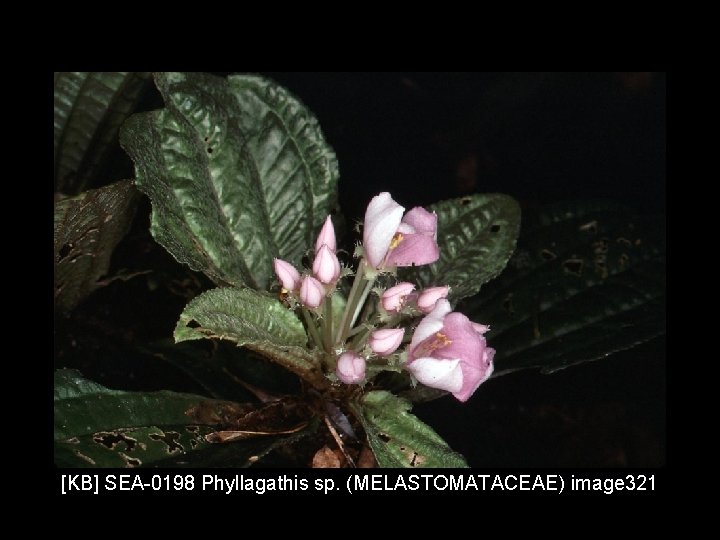 [KB] SEA-0198 Phyllagathis sp. (MELASTOMATACEAE) image 321 